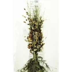 Paprastasis bukas - Fagus sylvatica ATROPUNICEA