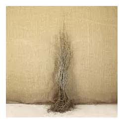 Sea Buckthorn - Hippophae rhamnoides