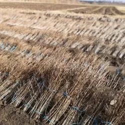 Sea Buckthorn - Hippophae rhamnoides