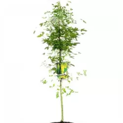 Paprastasis (darželinis) pupmedis - Laburnum anagyroides