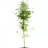 Paprastasis (darželinis) pupmedis - Laburnum anagyroides