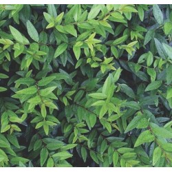 Paprastasis ligustras ATROVIRENS