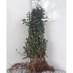 Paprastasis ligustras - Ligustrum vulgare ATROVIRENS