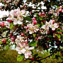 Crab apple tree - Malus sylvestris BITTENFELDER
