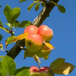 Crab apple tree - Malus sylvestris BITTENFELDER