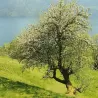 Crab apple tree - Malus sylvestris BITTENFELDER