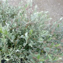 Creeping willow - Salix repens
