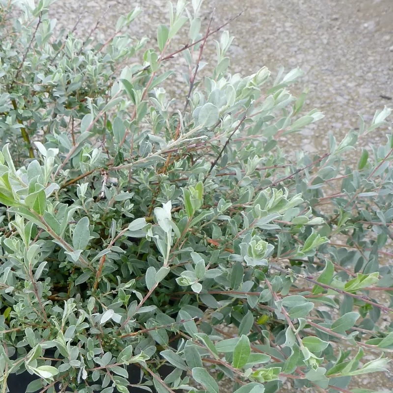 Gulsčiasis karklas - Salix repens