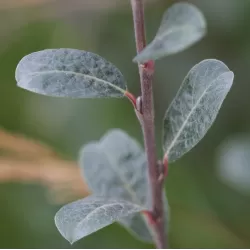 Gulsčiasis karklas - Salix repens