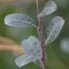Gulsčiasis karklas - Salix repens