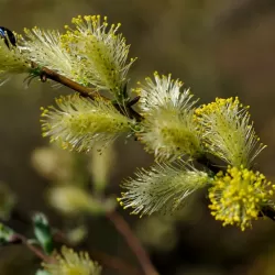 Gulsčiasis karklas - Salix repens