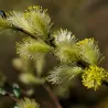 Gulsčiasis karklas - Salix repens