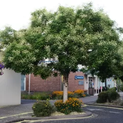 Japoninė sofora - Styphnolobium japonicum (Sophora japonica)