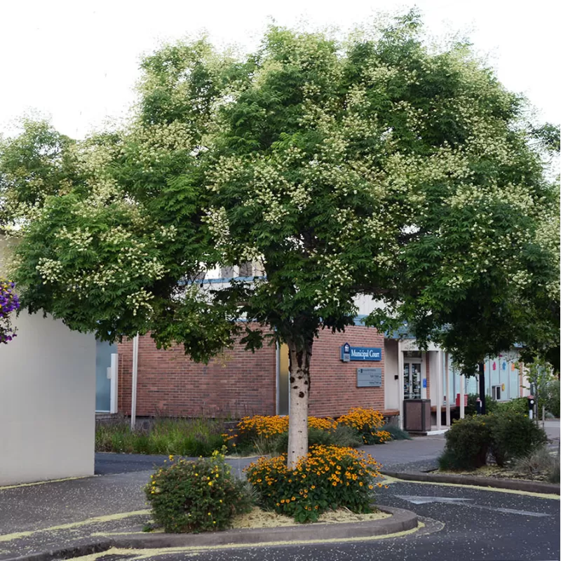 Japoninė sofora - Styphnolobium japonicum (Sophora japonica)