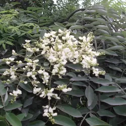 Japoninė sofora - Styphnolobium japonicum (Sophora japonica)