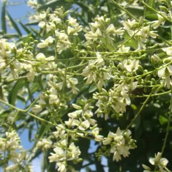 Japoninė sofora - Styphnolobium japonicum (Sophora japonica)