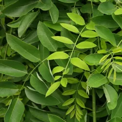 Japoninė sofora - Styphnolobium japonicum (Sophora japonica)