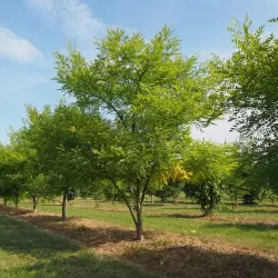 Japoninė sofora - Styphnolobium japonicum (Sophora japonica)