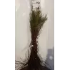 Keturkuokis eglūnas - Tamarix tetrandra