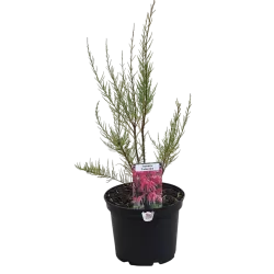 Keturkuokis eglūnas - Tamarix tetrandra