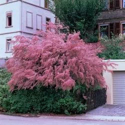 Keturkuokis eglūnas