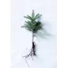 Dervingasis kėnis - Abies fraseri