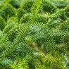 Dervingasis kėnis - Abies fraseri