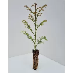 Japoninė kriptomerija - Cryptomeria japonica