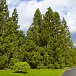 Japoninė kriptomerija - Cryptomeria japonica