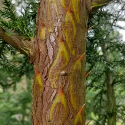 Japoninė kriptomerija - Cryptomeria japonica