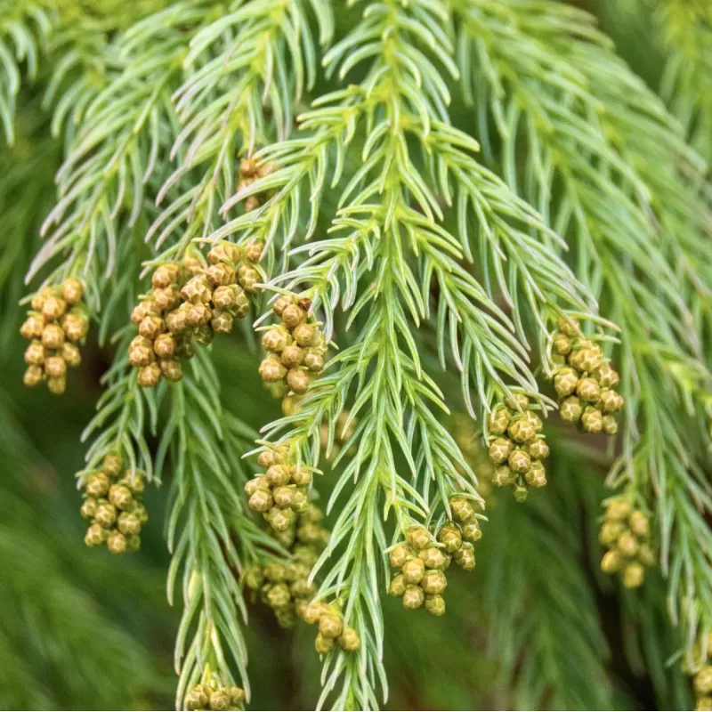 Cryptomeria japonica