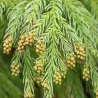 Cryptomeria japonica