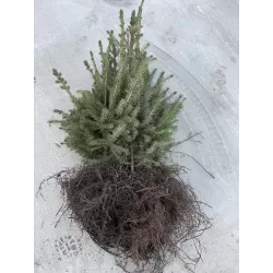 Garden plants/Trees/Flowers/ web-shop