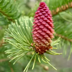 Garden plants/Trees/Flowers/ web-shop