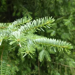 Garden plants/Trees/Flowers/ web-shop