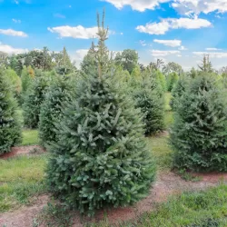Serbain spruce