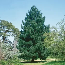 Juodoji pušis - Pinus nigra nigra