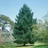 Juodoji pušis - Pinus nigra nigra