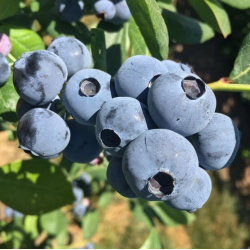 Highbush Blueberry - Vaccinium corymbosum TITANIUM