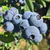 Highbush Blueberry - Vaccinium corymbosum TITANIUM