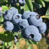 Highbush Blueberry - Vaccinium corymbosum TITANIUM