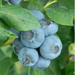 Highbush Blueberry - Vaccinium corymbosum KATAHDIN