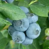 Vaccinium corymbosum KATAHDIN