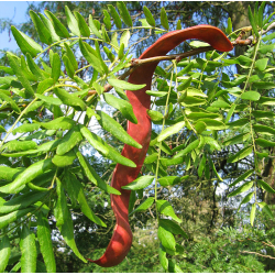 Tridyglė gledičija