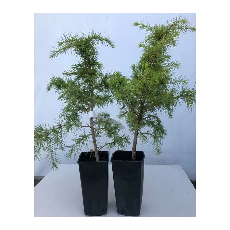 Europinis kedras - Cedrus deodara P9 2METAI 2026 M PRISTATYMUI