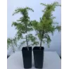 Europinis kedras - Cedrus deodara P9 2METAI 2026 M PRISTATYMUI