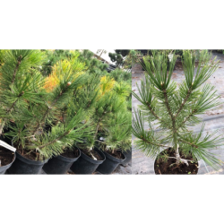 Pinus heldreichii var. leucodermis
