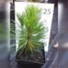 Baltažievė pušis - Pinus heldreichii var. leucodermis