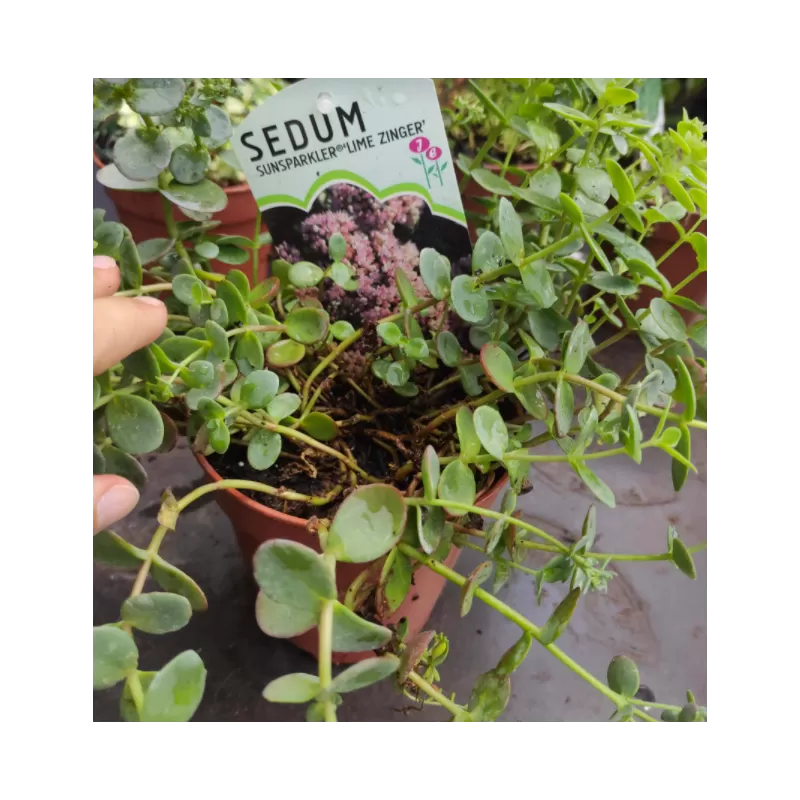 Daugiametės gėlės internetu su pristatymu į namus