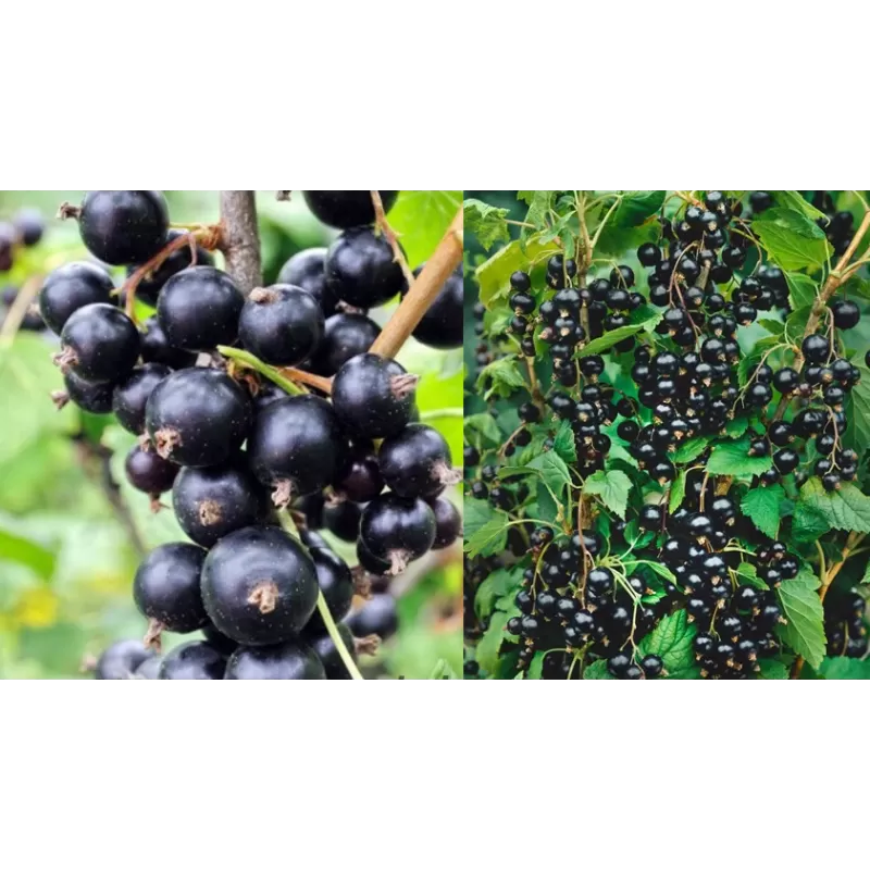 Juodieji serbentai - Ribes nigrum TISEL PBR (2 metai)